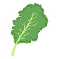 Kale plant. Kale fresh culinary plant, green seasoning cooking herb for soup, salad, meat