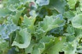 Kale plant in a pot in urban garden, natural light Royalty Free Stock Photo