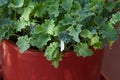 Kale plant in a pot in urban garden, natural light Royalty Free Stock Photo