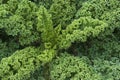 Kale Plant Up Close