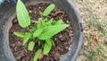 kale plants