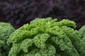 Kale ready to be harvested from the garden Royalty Free Stock Photo