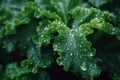 Kale salad leaves with water drops. Organic detox diet, green superfood, vegetarian diet. Kale cabbage leaf background, growing Royalty Free Stock Photo