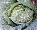 Kale - Savoy cabbage Royalty Free Stock Photo