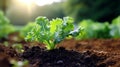 Kale seedling flourishing in the midst of a vegetable garden