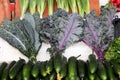 Kale, Swiss chard, beet greens, and collard greens as superfood leafy greens Royalty Free Stock Photo