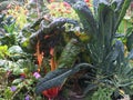 Kale and swiss chard in garden with flowers Royalty Free Stock Photo