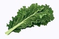 Kale vector flat minimalistic asset isolated vector style illustration