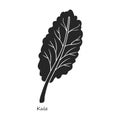 Kale vector icon.Black,simple vector icon isolated on white background kale.