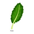 Kale vector icon.Cartoon vector icon isolated on white background kale.