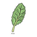 Kale vector icon. Color vector icon isolated on white background kale