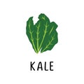 Kale Vector illustration, flat design cartoon of superfood kale natural product for health and vitamins