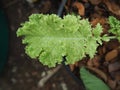 kale and vegetable in pot vegi food high vitamin and healthy food super food Royalty Free Stock Photo