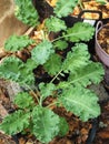 kale and vegetable in pot vegi food high vitamin and healthy food super food Royalty Free Stock Photo