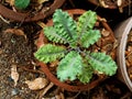 kale and vegetable in pot vegi food high vitamin and healthy food super food Royalty Free Stock Photo