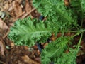 kale and vegetable in pot vegi food high vitamin and healthy food super food