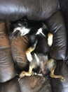 Kalea the Kelpie on the couch Royalty Free Stock Photo