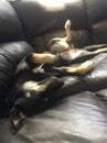 Kalea the Kelpie and Kalani the Boxer on the couch Royalty Free Stock Photo