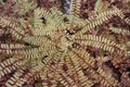 Maiden Hair fern Creates a Kaleidoscope