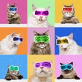 Collage with images of cute cats with human eyes expressive different emotion isolated over colored background. Animals