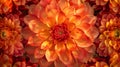 A kaleidoscope of fiery Dahlia displays each more brilliant than the last Royalty Free Stock Photo