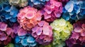 A Kaleidoscope Of Hydrangeas Capturing Nature's Colorful Harmony. Generative AI Royalty Free Stock Photo