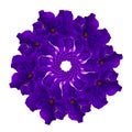 Mandala from a photo of a purple petunia flower.