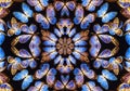 Kaleidoscopic Blue and Gold Butterflies on a Black Background Royalty Free Stock Photo