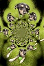 Kaleidoscopic Pattern of a Dog