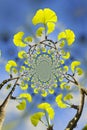 Kaleidoscopic Pattern of a Gingko Tree