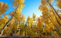 Kaleidoscopic view of Aspen tree Autumn colors