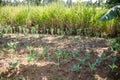 Kales Farm Landscape Vegetations Agriculture Fields Meadows Nature Trees Blue Sky Farming In Kakamega County Kenya East Africa Royalty Free Stock Photo