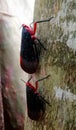 Kalidasa planthoppers climbing tree