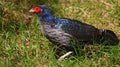 Kalij pheasant, bird of Hawaii