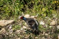 Kalij pheasant or Lophura leucomelanos at dhikala zone of jim corbett national park or tiger reserve