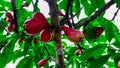Kalimantan forest guava fruit. Royalty Free Stock Photo