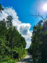 Kalimantan Forest tree road way sky cloud Royalty Free Stock Photo