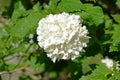 Kalina of the `Buldenege` variety - Snowball Viburnum L.. White inflorescence