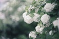 Kalina Buldenezh, or the Snow Globe lat. Viburnum opulus var sterile