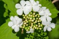 Kalina flowers. Viburnum opulus In Russia the Viburnum fruit is called kalina viburnum and is considered a national symbol.