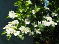 Kalina flowers. Viburnum opulus In Russia the Viburnum fruit is called kalina viburnum and is considered a national symbol. Kalina