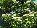 Kalina flowers. Viburnum opulus In Russia the Viburnum fruit is called kalina viburnum and is considered a national symbol. Kalina