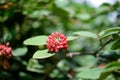Kalina gordovina Viburnum lantana - ripe red berries