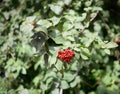 Kalina gordovina Viburnum lantana - ripe red berries on a tree