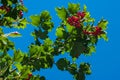 Kalina, viburnum berries a