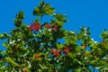 Kalina, viburnum berries a