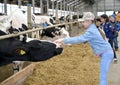 KALININGRAD REGION, RUSSIA. The girl irons a cow. Children`s excursion to a dairy farm