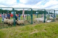 KALININGRAD REGION, RUSSIA. Open-air cages with goats and sheep on an agricultural holiday