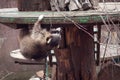 KALININGRAD, RUSSIA - MARCH 29, 2014: Funny fat raccoon Procyon lotor climbs a wooden construction
