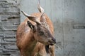 Tajik screw-horned goat (Markhur) at the Kaliningrad Zoo Royalty Free Stock Photo